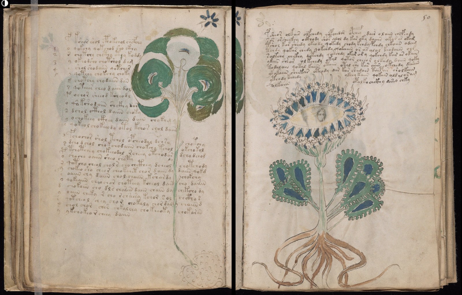 An open Voynich manuscript showing handwritten script and illustrated plants